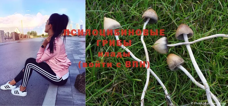 Галлюциногенные грибы MAGIC MUSHROOMS  наркота  Бабушкин 